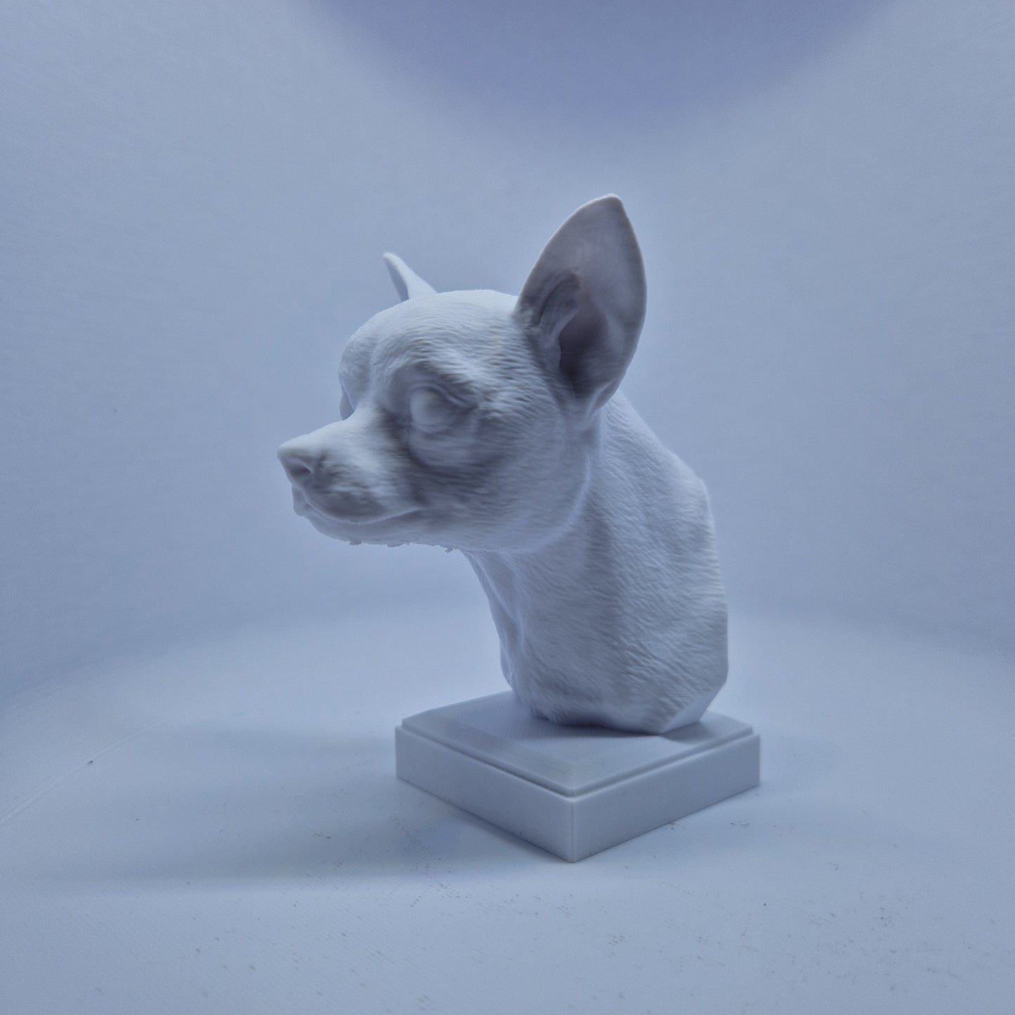 Chihuahua byste