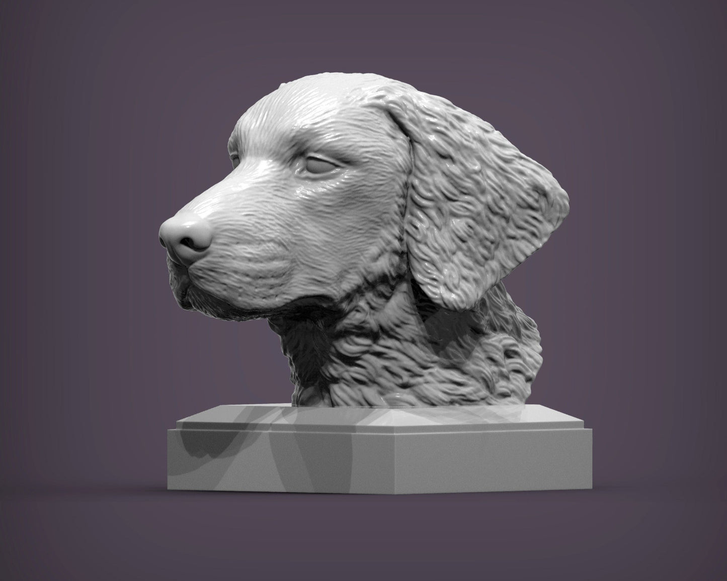 Curly coated retriever byste