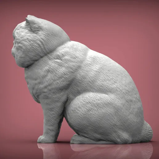 Exotic shorthair