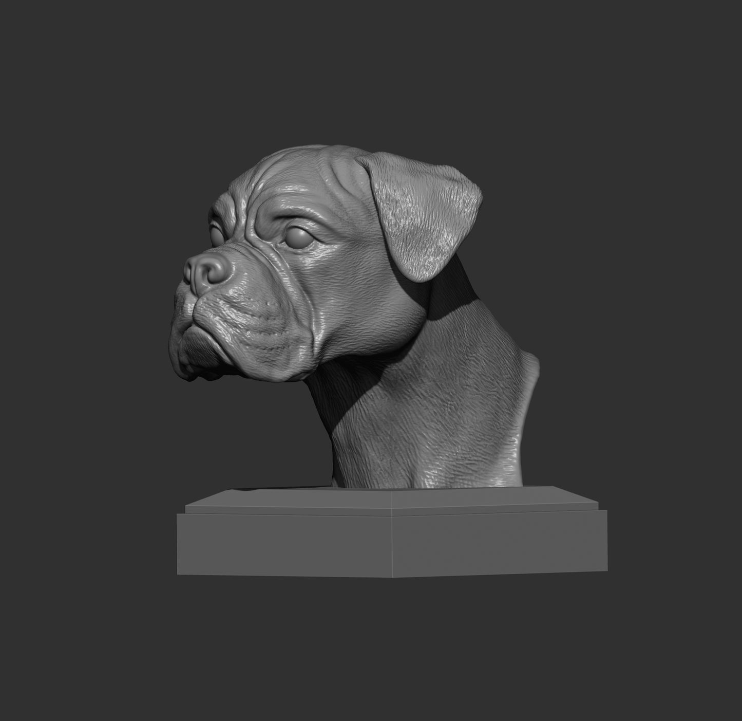 Boxer byste