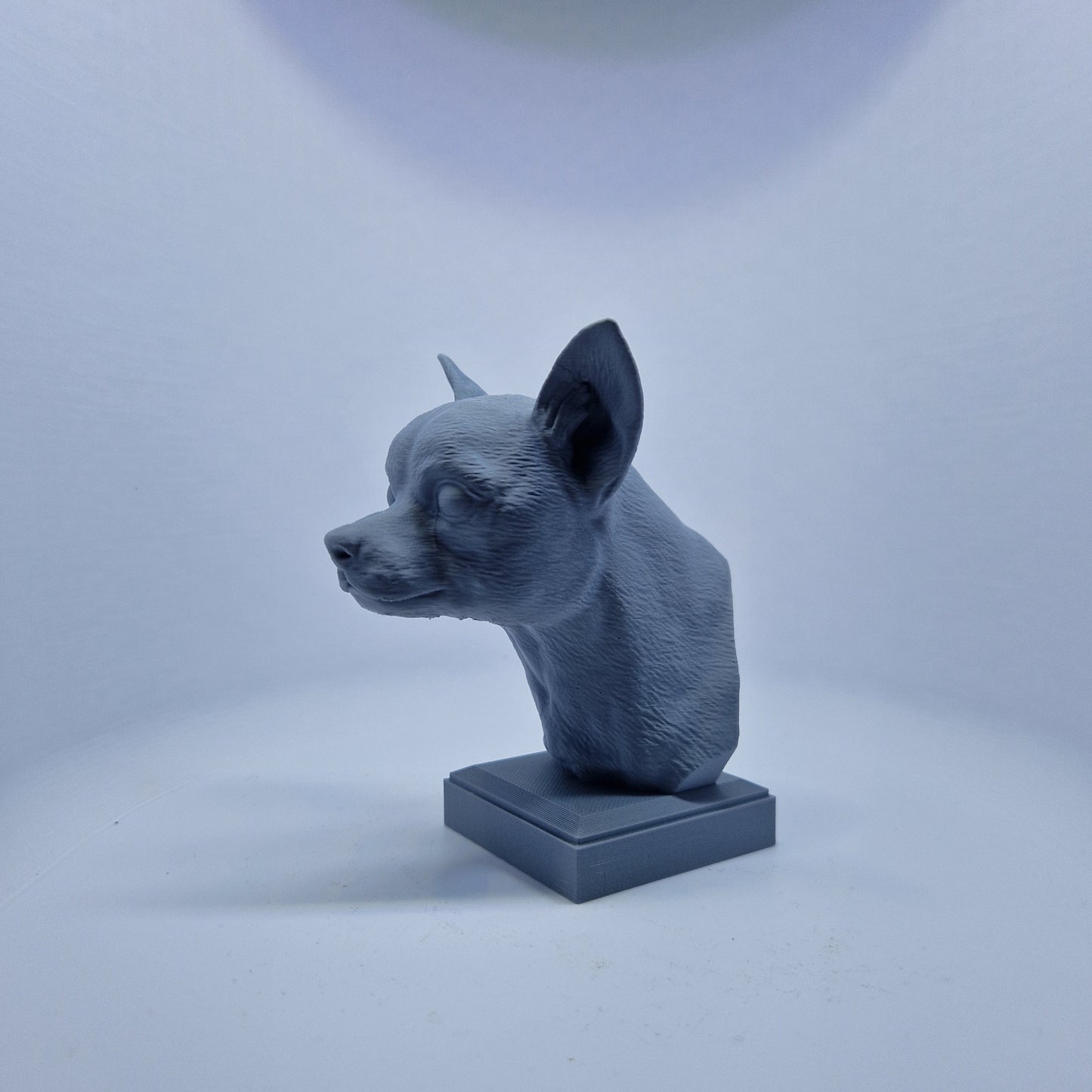 Chihuahua byste