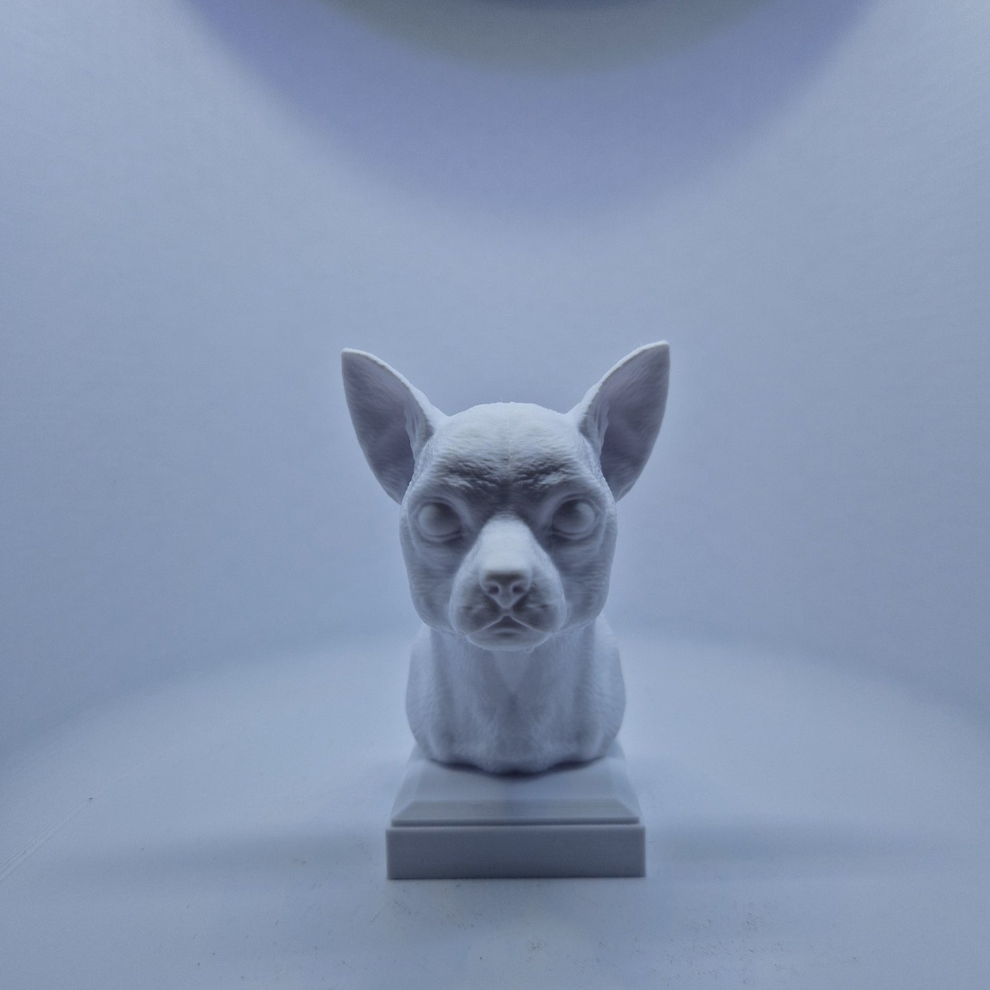 Chihuahua byste