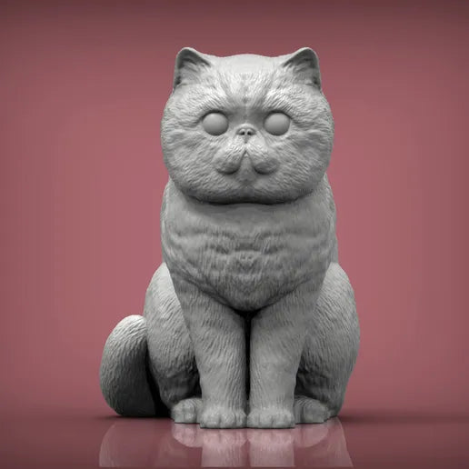 Exotic shorthair