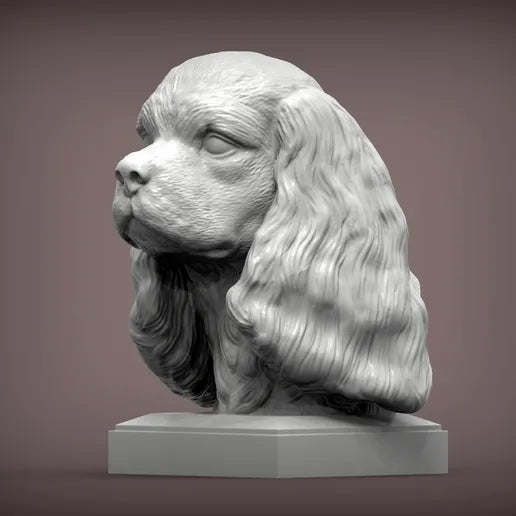 Spaniel cavalier king charles byste