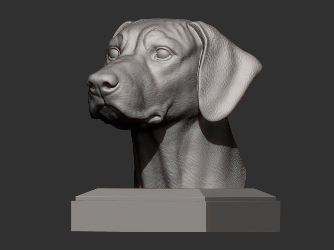 Rhodesian ridgeback byste